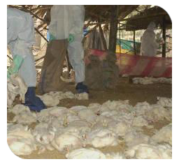 Heavy mortality in broilers